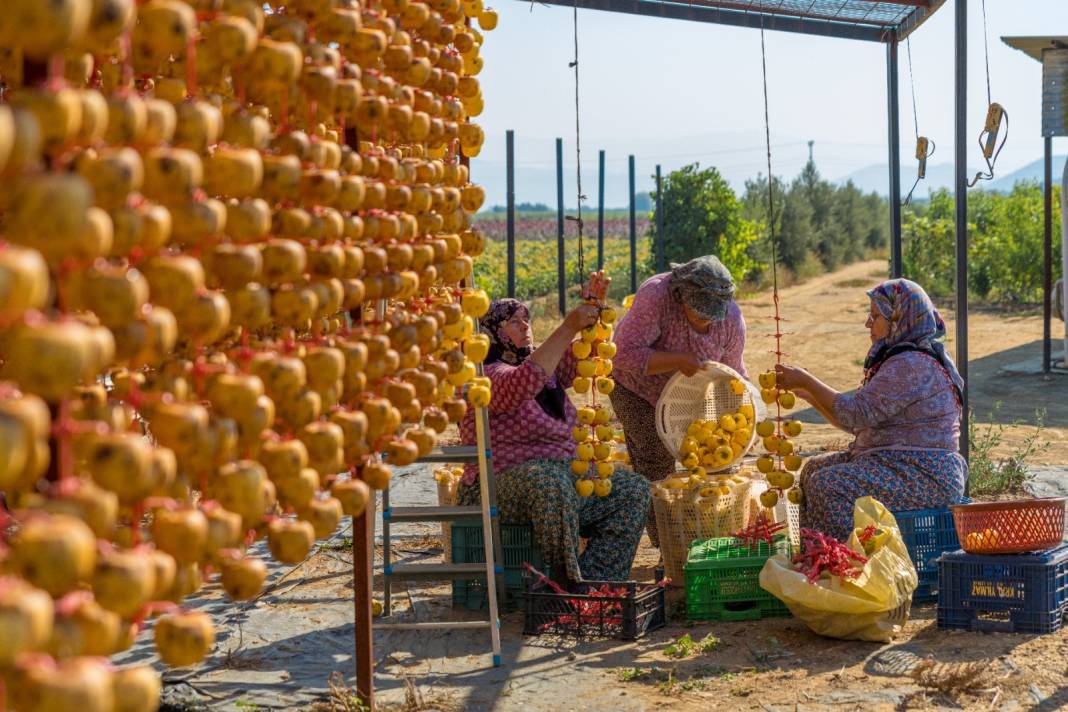 Tazeyken 100 lira kurutulunca kilosu 500 liradan satılıyor. Kurusu yaşından kat kat daha sağlıklı 2